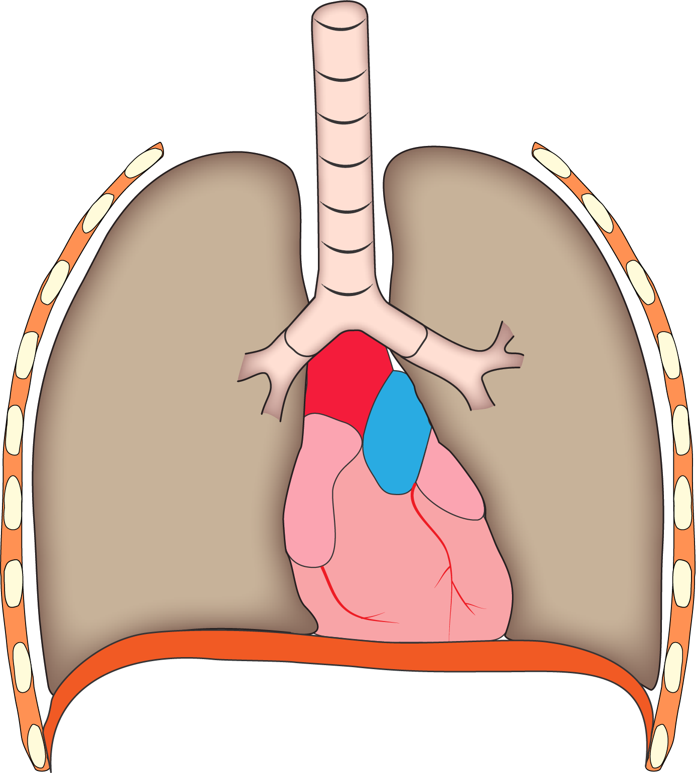 Radiología de tórax